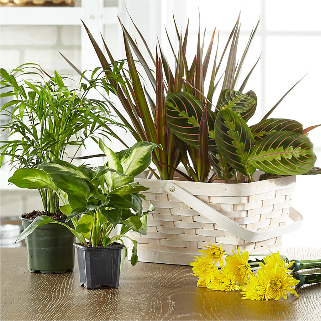 Florist Designed Blooming and Green Plants in a Basket – Brownsville Premiere Florist, Brooklyn NY