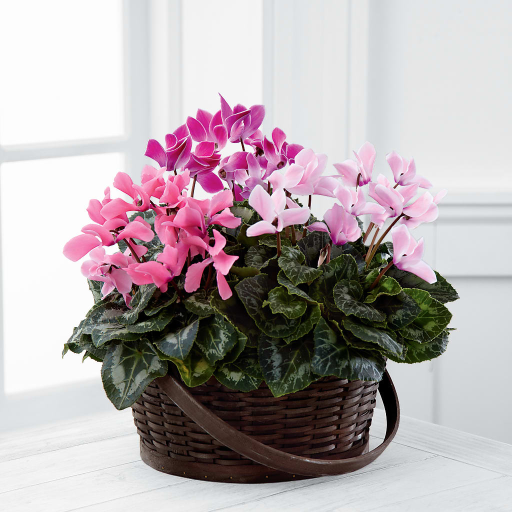Mixed Cyclamen Planter – Brownsville Premiere Florist, Brooklyn NY