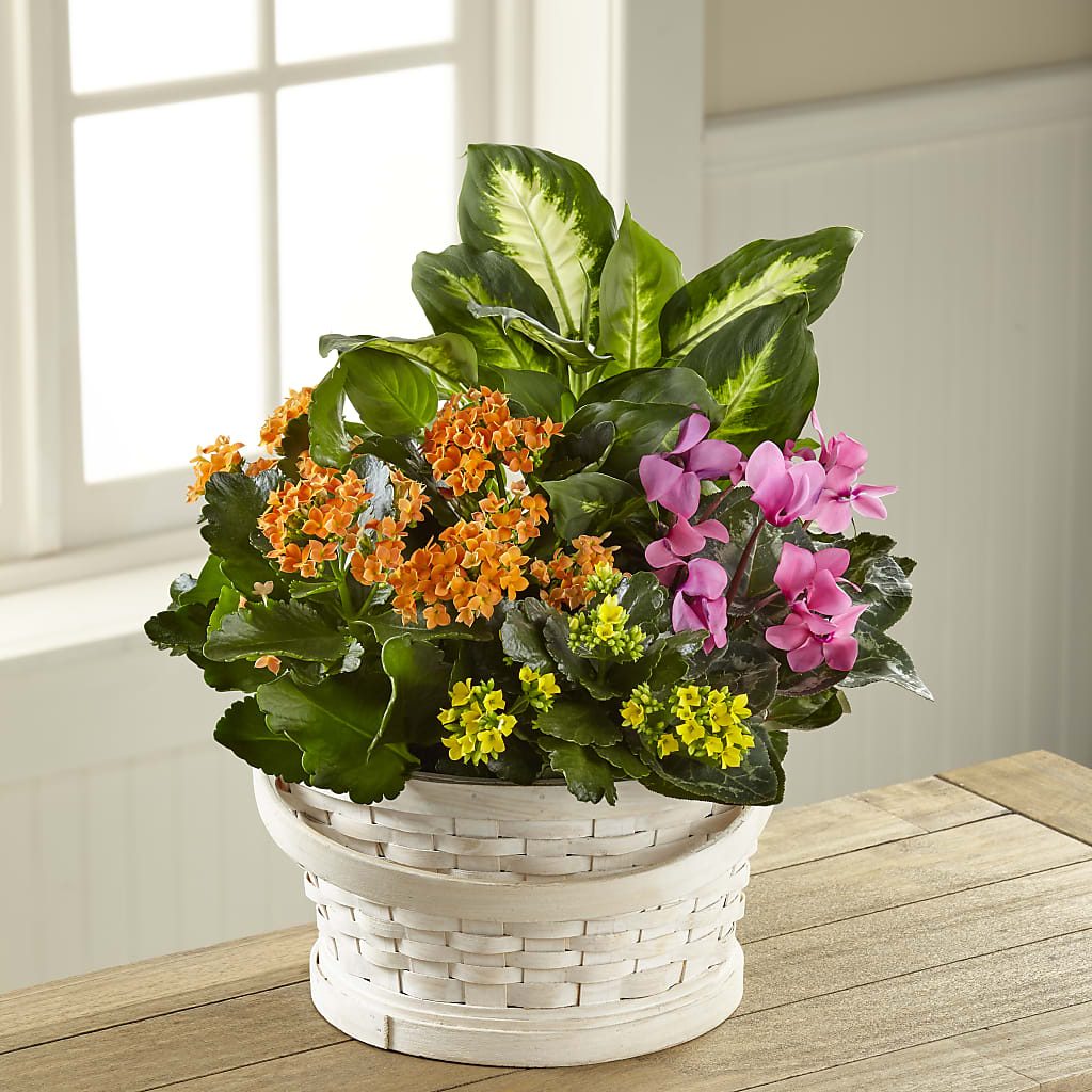 Color Crush Dishgarden – Brownsville Premiere Florist, Brooklyn NY