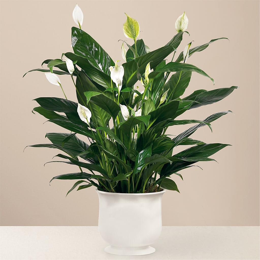 Comfort Planter – Brownsville Premiere Florist, Brooklyn NY