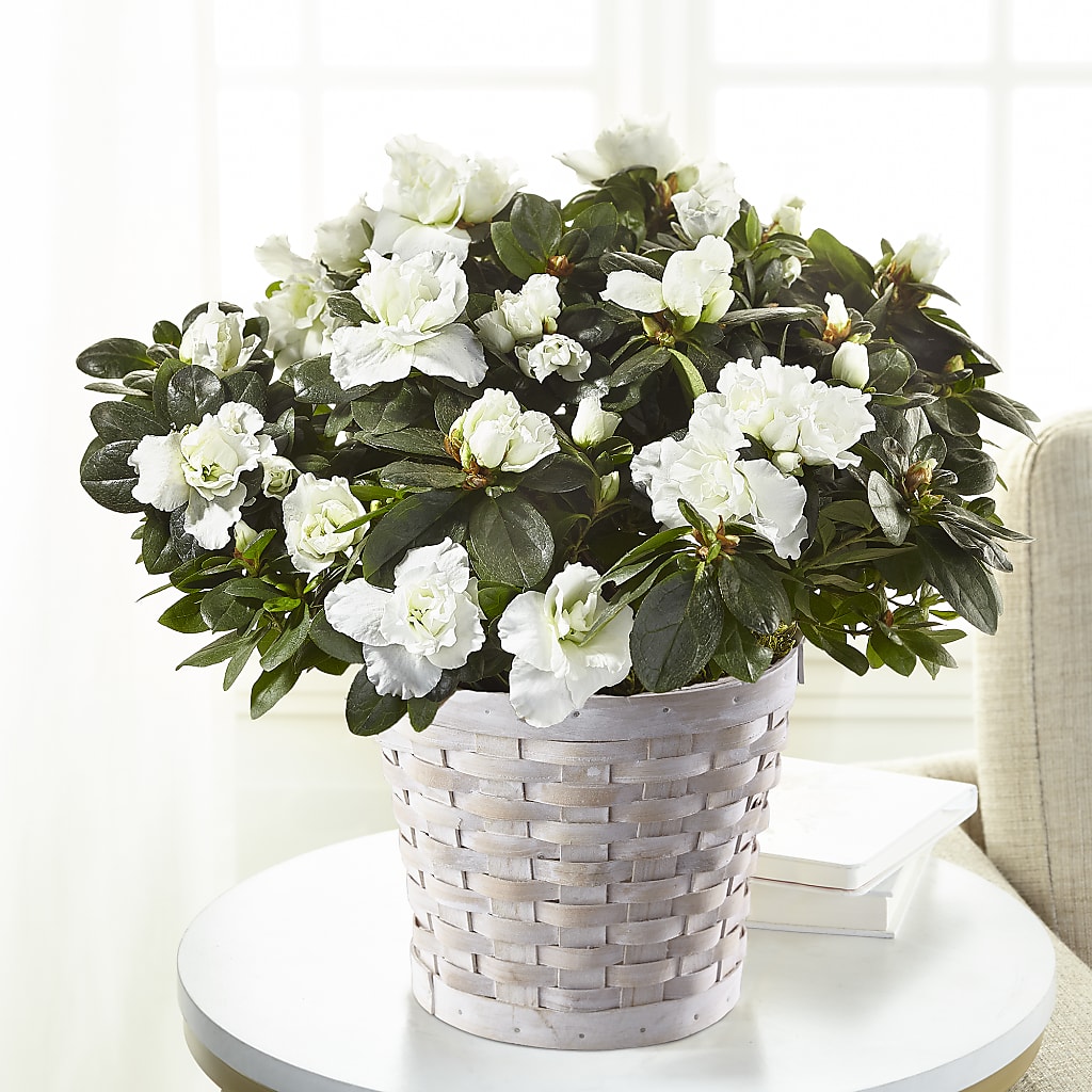 White Azalea Plant – Brownsville Premiere Florist, Brooklyn NY