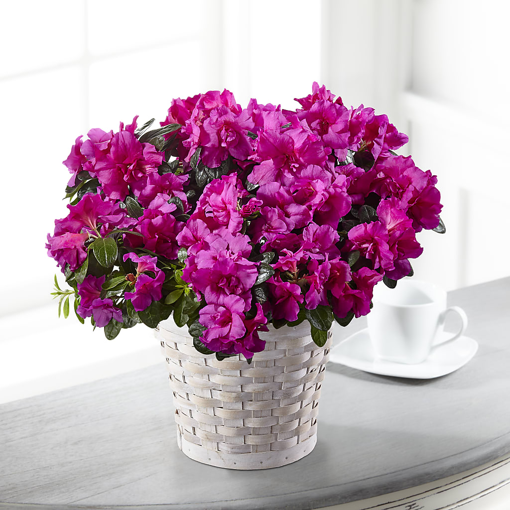 Hope & Serenity Azalea Plant – Brownsville Premiere Florist, Brooklyn NY