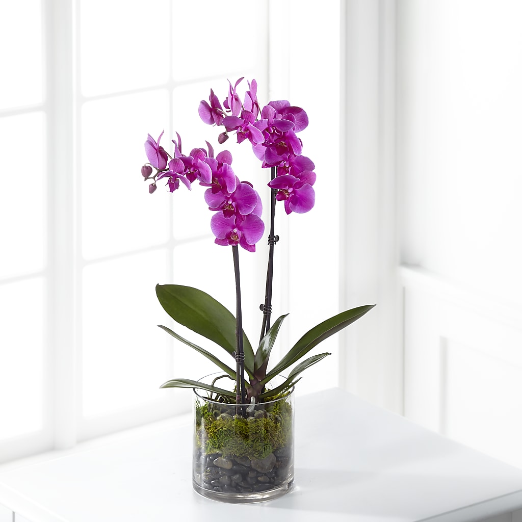 Pink Orchid Plant – Brownsville Premiere Florist, Brooklyn NY