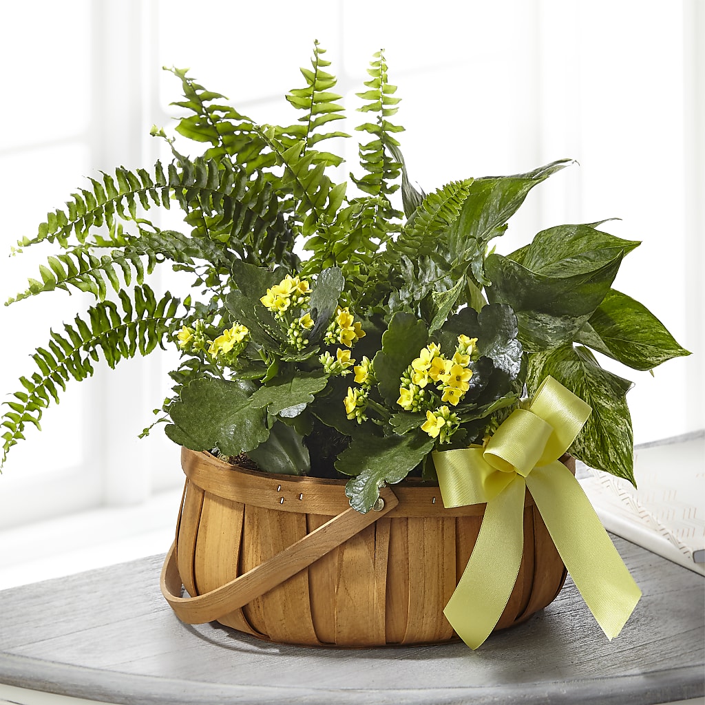 Always Dear Dishgarden – Brownsville Premiere Florist, Brooklyn NY