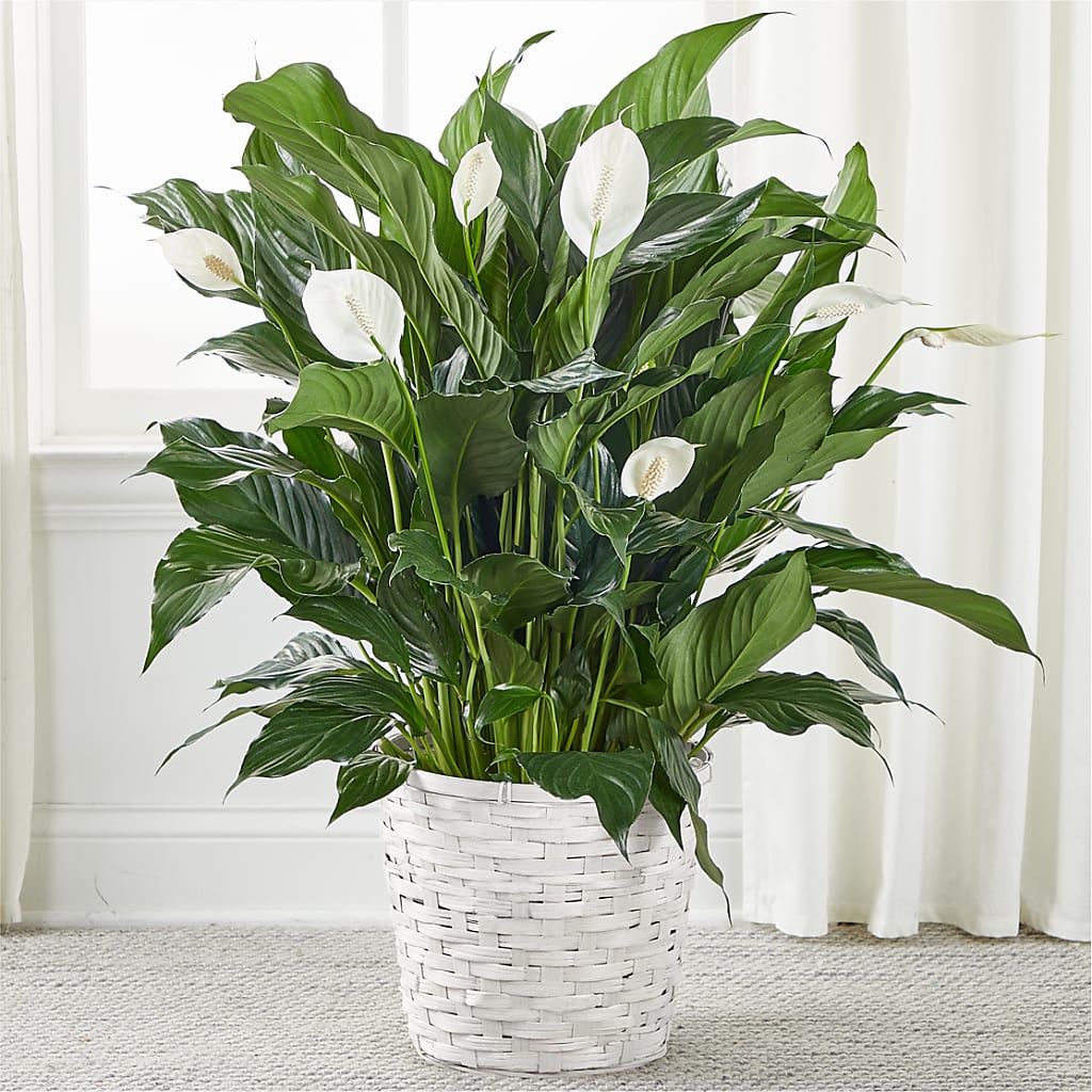 A New Leaf Peace Lily – Brownsville Premiere Florist, Brooklyn NY
