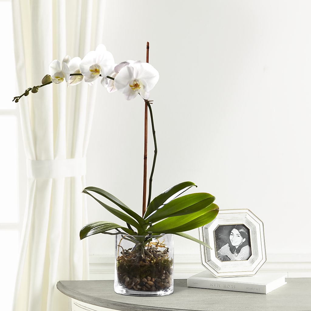 White Orchid Planter – Brownsville Premiere Florist, Brooklyn NY