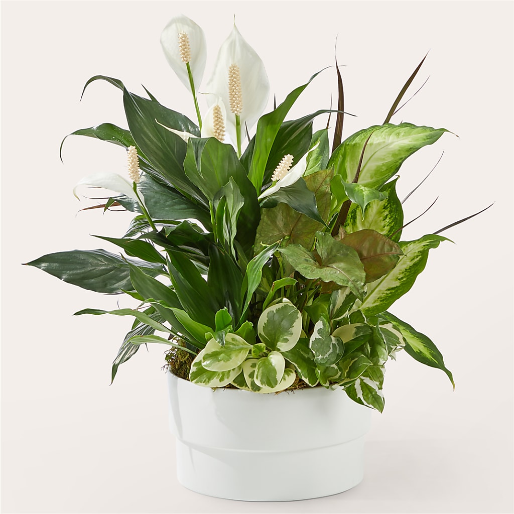 Radiating Positivity Dishgarden – Brownsville Premiere Florist, Brooklyn NY