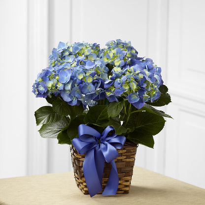 Blue Hydrangea Planter –  Brownsville Premiere Florist, Brooklyn NY