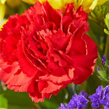 Brighter Days Bouquet –  Brownsville Premiere Florist, Brooklyn NY